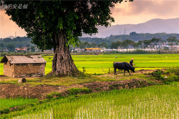 土壤養(yǎng)分速測(cè)儀為植物生長(zhǎng)提供全程解決方案 土壤養(yǎng)分速測(cè)儀為植物生長(zhǎng)提供全程解決方案