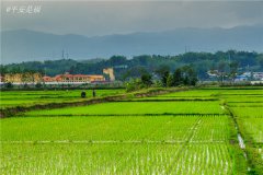 土壤水分速測儀調(diào)節(jié)土壤水分的方法？