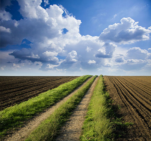土壤墑情自動(dòng)檢測儀幫助火龍果種植過程