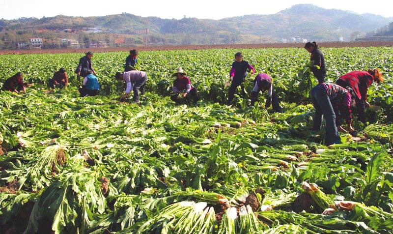 土壤墑情監(jiān)測站 土壤墑情監(jiān)測站