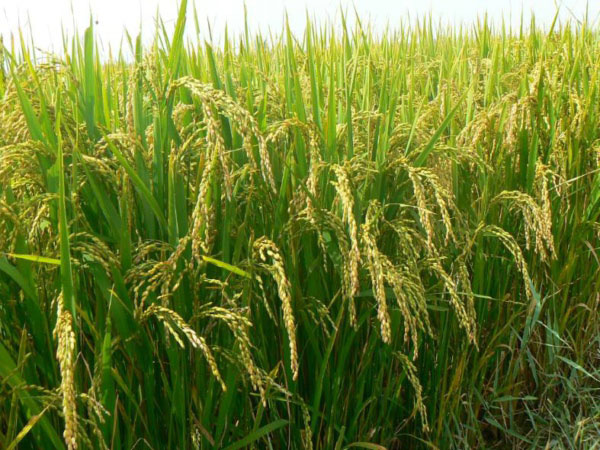 土壤墑情監(jiān)測系統(tǒng)是如何運行的？