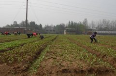土壤含水量是如何計算的？