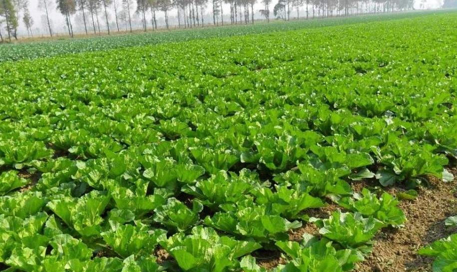 農業(yè)土壤墑情監(jiān)測系統(tǒng)科學控制土壤濕度 農業(yè)土壤墑情監(jiān)測系統(tǒng)科學控制土壤濕度