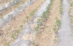 基于無線網(wǎng)絡的遠程墑情監(jiān)測系統(tǒng)介紹