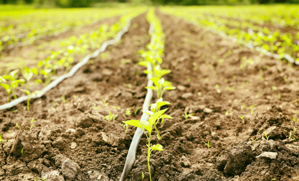 為什么要開(kāi)展土壤墑情監(jiān)測(cè)工作？