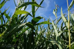 農(nóng)業(yè)節(jié)水，如何用科技支撐？